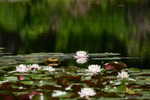 White Waterlily In Water Garden.