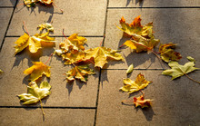 Yellow Autumn Leaves Lie On A Park Ed' Track Paved With Gray Concrete Tiles In The Sun.