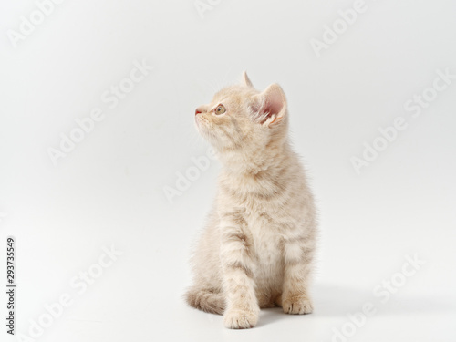 Photographie little beautiful funny british kitten on white background