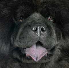 Sticker - black chow chow