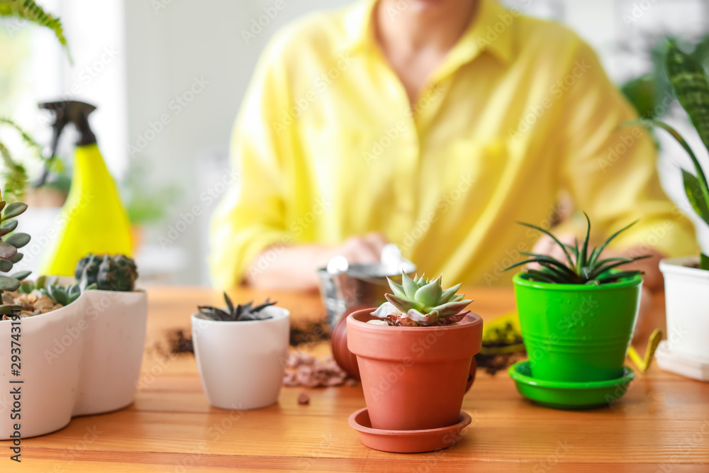 Houseplants in pots on table at home