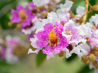 Wall Mural - Close up of Bungor flower.