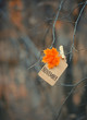 November time. atmospheric image of autumn season. beautiful fall background. bright maple leaf and paper tag on tree branch. autumn forest landscape. soft selective focus