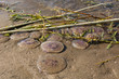 Bunch of common jellyfish dying on sand on the Baltic Sea beach. 