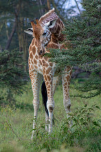 Giraffe Eating The Thorny Acasia Tree At Lake Nakuru