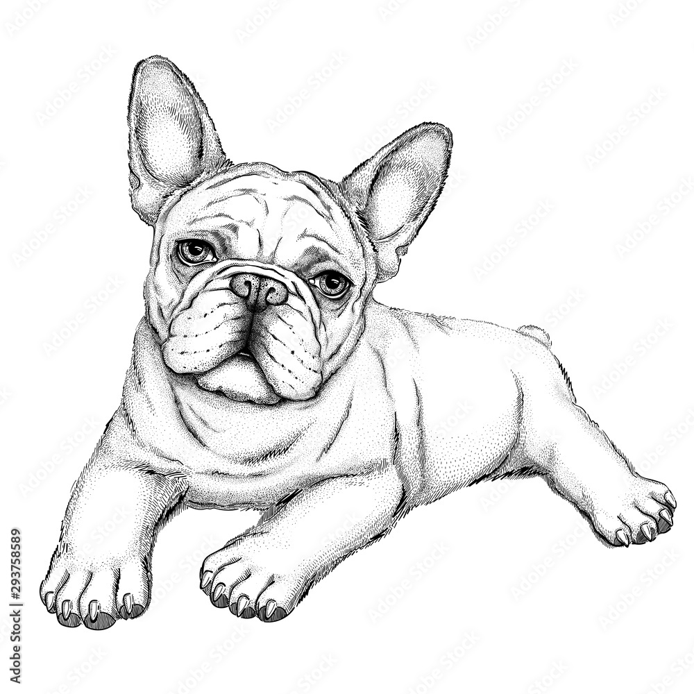 Bulldog sketch.  Vector illustration of french bulldog.  Drawn puppy.  - obrazy, fototapety, plakaty 