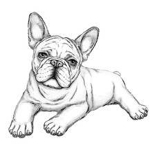Bulldog Sketch.  Vector Illustration Of French Bulldog.  Drawn Puppy. 