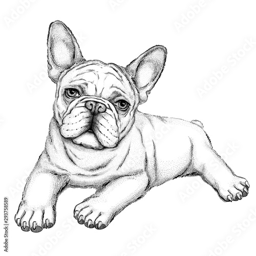 Bulldog sketch. Vector illustration of french bulldog. Drawn puppy