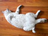 Fototapeta  - baige color Tonginese strip cat lie on wood floor