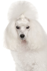 Poster - Portrait of a white Miniature Poodle dog