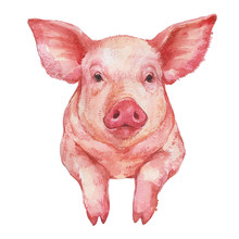 Cute Pink Pig Portrait Watercolor Illustration On White Background