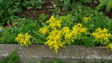 Fototapeta Dmuchawce - Цветок желтый
