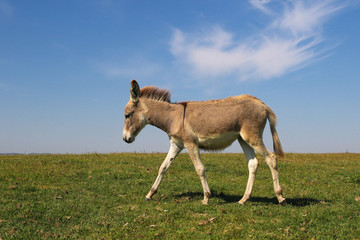 Baby donkey on the pasture over blue sky