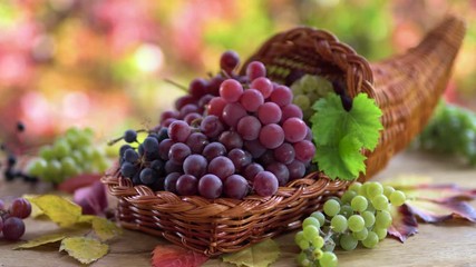 Wall Mural - Ripe bunches of grapes in a basket on an old vintage table. Behind a sunny autumn background with beautiful bokeh. Men's hands put one bunch in a basket.