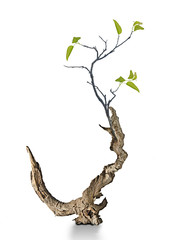 close up of dry branch