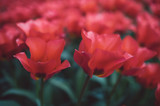 Fototapeta Tulipany - Spring in Netherlands
