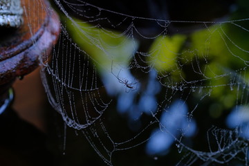 spider on the web