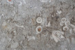 Texture of marble is gray-beige with large pattern-round spots, stains, cracks