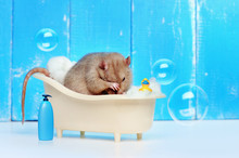 Gray Rat Bathing In The Bathtub