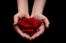 Red Rose Offering