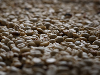 Coffe grains