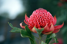 Red And Magenta Flower Head Of A Native Australian Protea, The Waratah, Telopea Speciosissima, Family Proteaceae. Floral Emblem Of The State Of New South Wales, Australia.