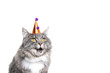 © FurryFritz - funny studio portrait of a cute one year old blue tabby maine coon cat wearing a birthday hat looking ahead with open mouth in front of white background