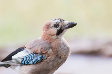 Beautiful portrait of Eurasian Jay in forest