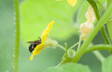 Side View Of Honeybee Collecting Honey And Pollen From A Tiny Yellow Flower Of Cucumber Plant