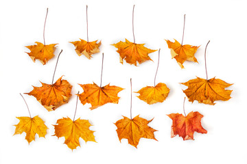 dead maple leaves isolated.