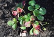 Strawberry leaf scorch - common fungal disease caused by Diplocarpon earliana