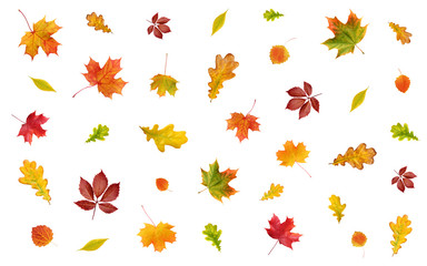 Wall Mural - backdrop with falling autumn leaves on a white background.
