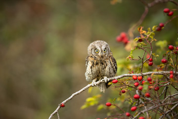 eurasian scops owl (otus scops) - small scops owl on a branch in autumnal forest