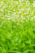 Juicy Thick Grass And Blossoming White Daisies - Floral Vertical Background. Thick Green Herbs With Flourishing Chamomiles, Close-up. Lush Field Vegetation With Wild Flowers In Svaneti, Georgia