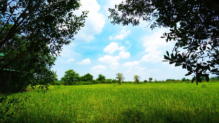 Green rice field in cloudy blue sky day