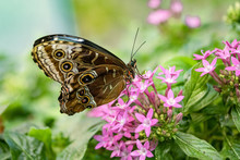 A Blue Morpho Butterfly On Pink Flowers.
