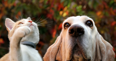 Wall Mural - Red cat and dog on autumn background 