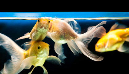 Wall Mural - Gold fishes facing camera in aquarium tank with fluorescent lighting  