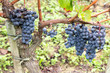 © OceanProd - Ripe Pinot Noir grapes with autumnal vine leaves in bordeaux wine St Emilion