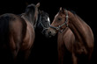 Close-up of brown horses isolated on black background