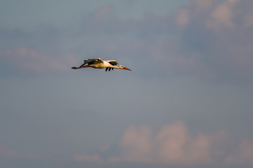 Poster - a white stork flying in the sky