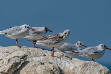 Poster - seagulls on a rock