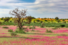 Violet Flowering Kalahari Desert After Rain Season, South Africa Wilderness