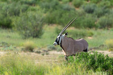 Common Antelope Gemsbok, Oryx Gazella In Kalahari After Rain Season With Green Grass. Kgalagadi Transfrontier Park, South Africa Wildlife Safari