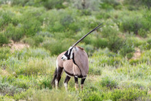Common Antelope Gemsbok, Oryx Gazella In Kalahari After Rain Season With Green Grass. Kgalagadi Transfrontier Park, South Africa Wildlife Safari