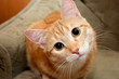 Portrait of red tabby cat stares at the camera