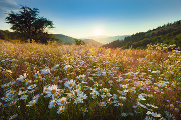 Serene flower field landscape in beautiful setting late summer towards autumn