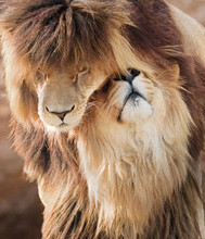 Cuddling Same-sex Couple Of Lion Males