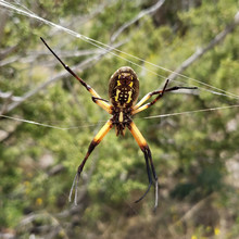Garden Spider Underside Close