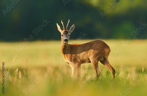 Cuadros en Lienzo Roe deer (Capreolus capreolus) male
